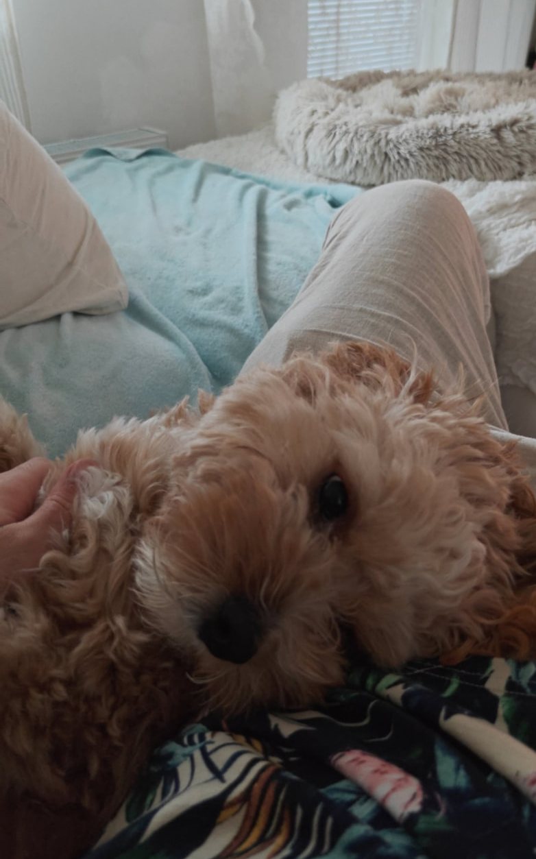 Kyo resting her head on her owner's lap, being gently stroked behind the ear